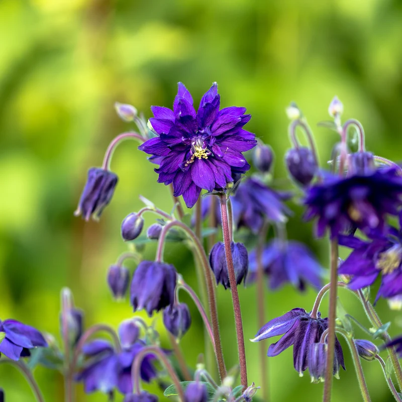 Garten-Akelei 'Blue Barlow'