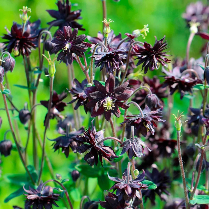 Garten-Akelei 'Black Barlow'