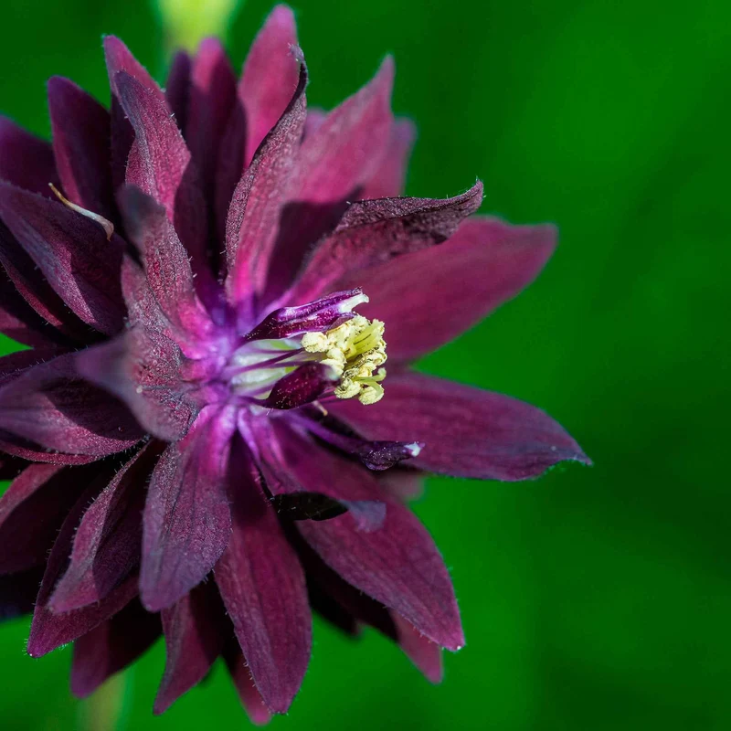 Garten-Akelei 'Black Barlow'