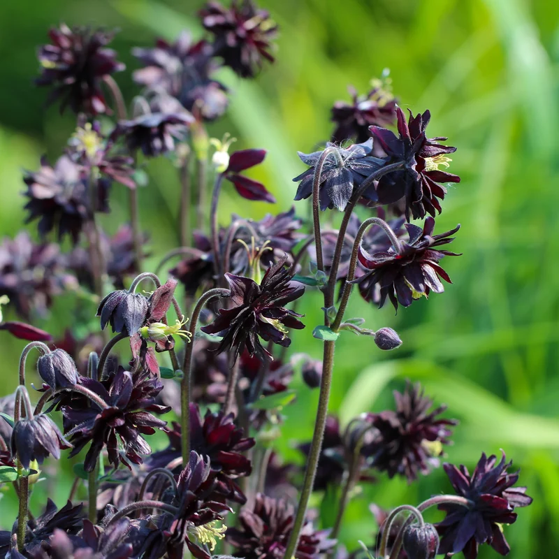 Garten-Akelei 'Black Barlow'