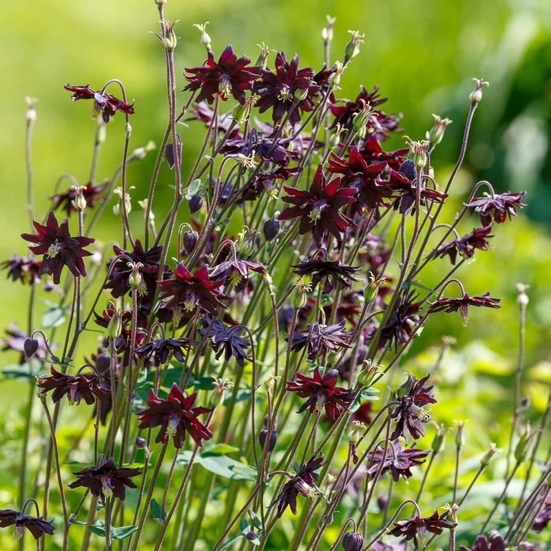 Garten-Akelei 'Black Barlow'