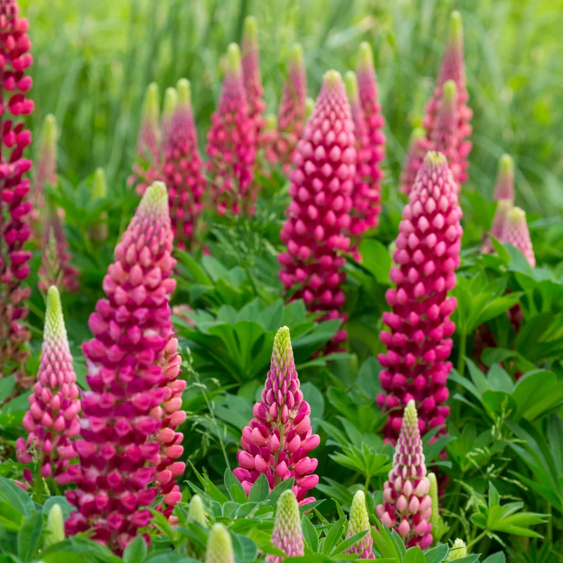 Lupine ‘Gallery Red’