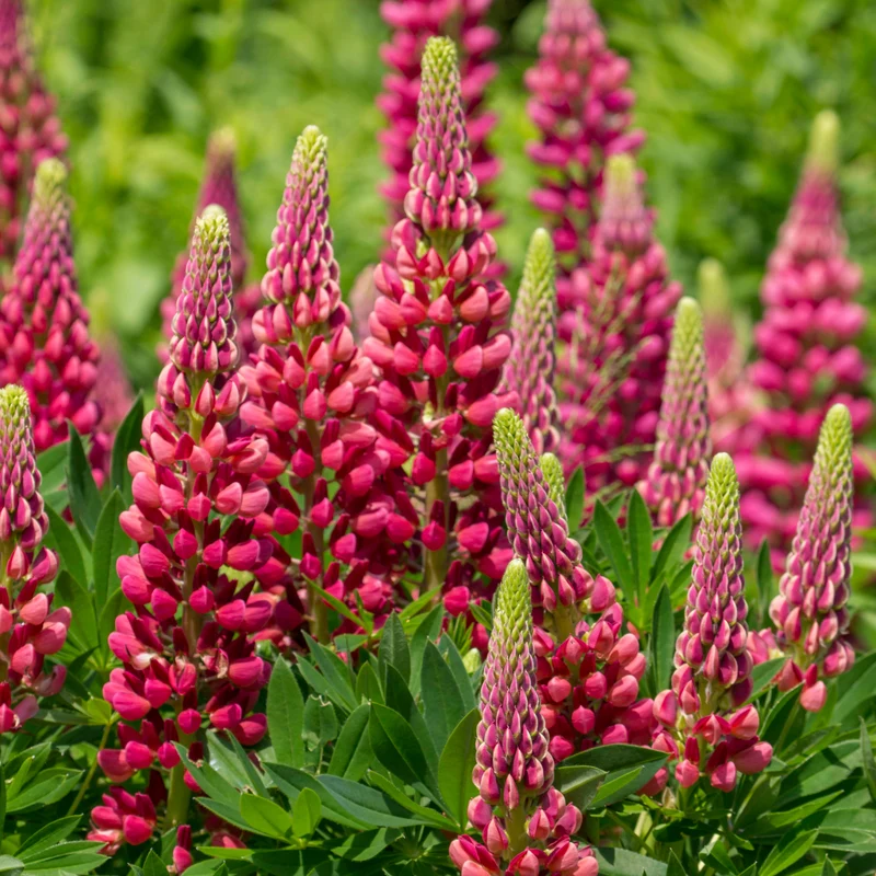 Lupine ‘Gallery Red’