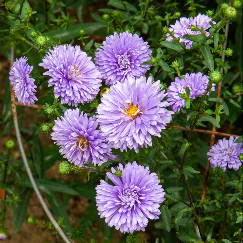 Herbst-Aster ‘Marie Ballard’