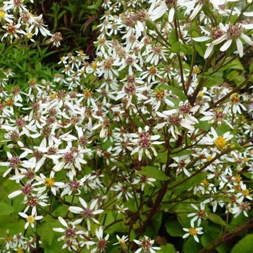 Großblättrige Aster 'Albus'