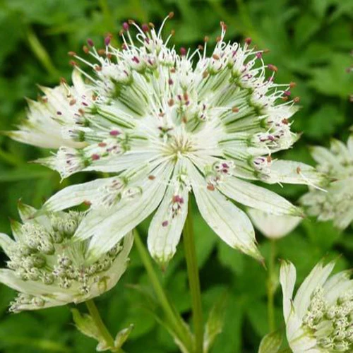Sterndolde ‘Snow Star’