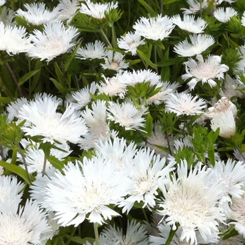 Amerikanische Kornblume Stokesia laevis Träumerei