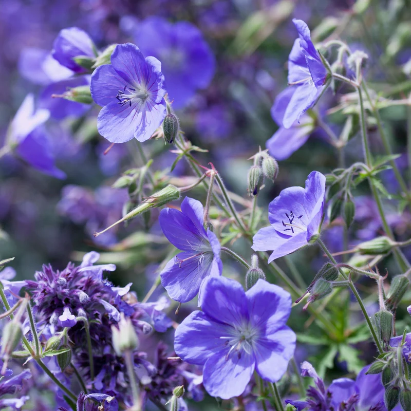 Geranium Brookside