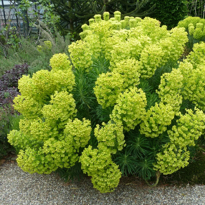 Wolfsmilch ‘Wulfenii’