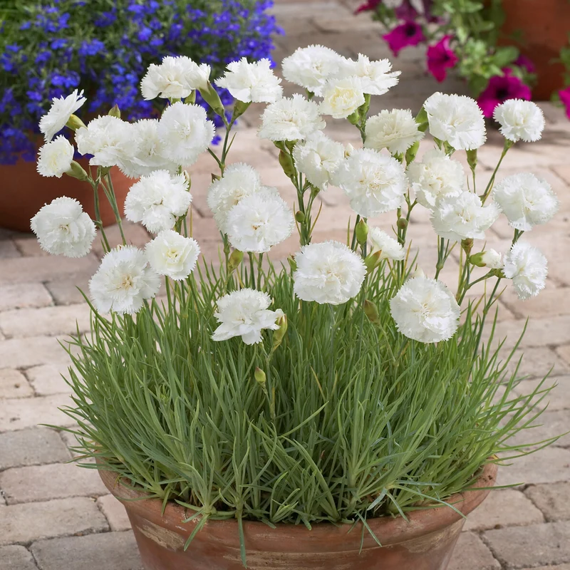 Duftnelke ‘Haytor White’