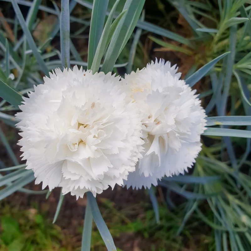 Duftnelke ‘Haytor White’