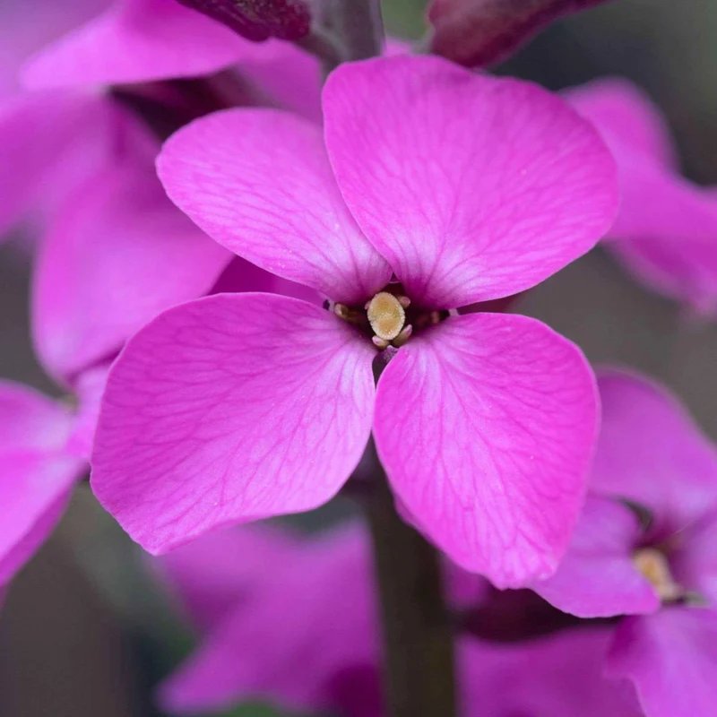 Strauch-Goldlack ‘Bowles Mauve’