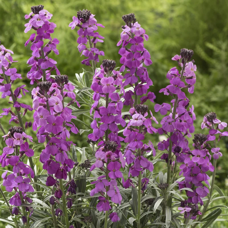 Strauch-Goldlack ‘Bowles Mauve’