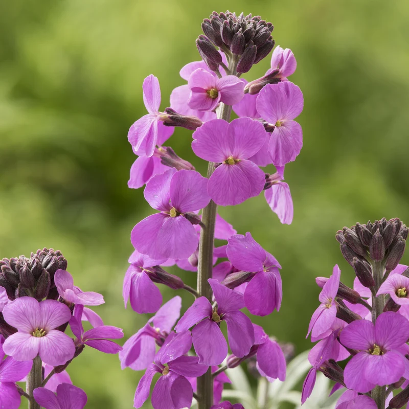 Strauch-Goldlack ‘Bowles Mauve’