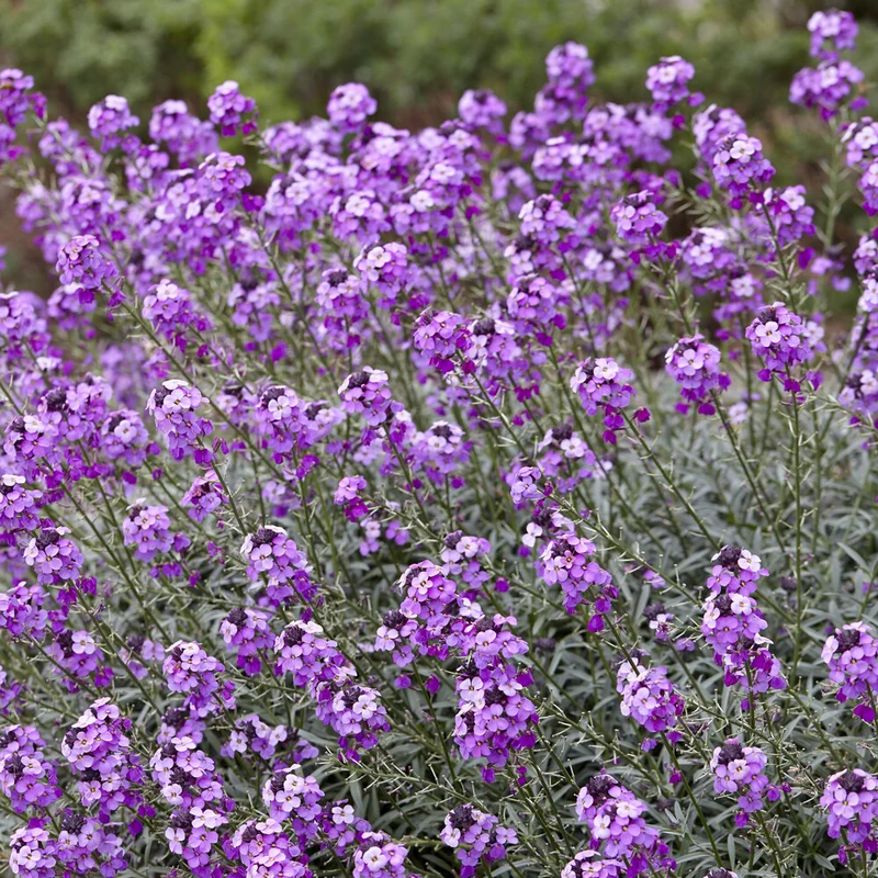 Strauch-Goldlack ‘Bowles Mauve’