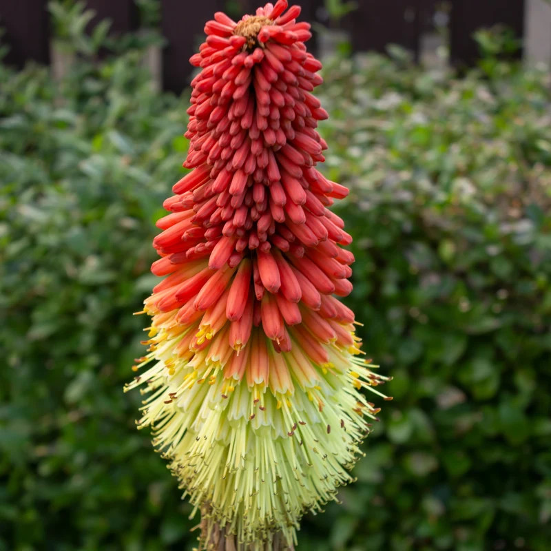 Fackellilie ‘Papaya Popsicle’