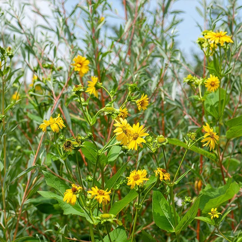 Sonnenblume Capenoch Star