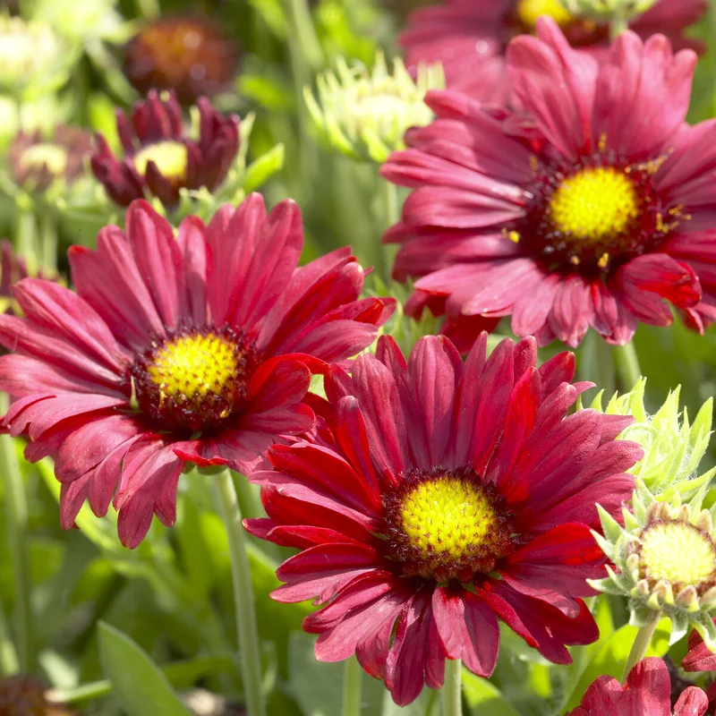 Großblumige Kokardenblume 'Burgunder'