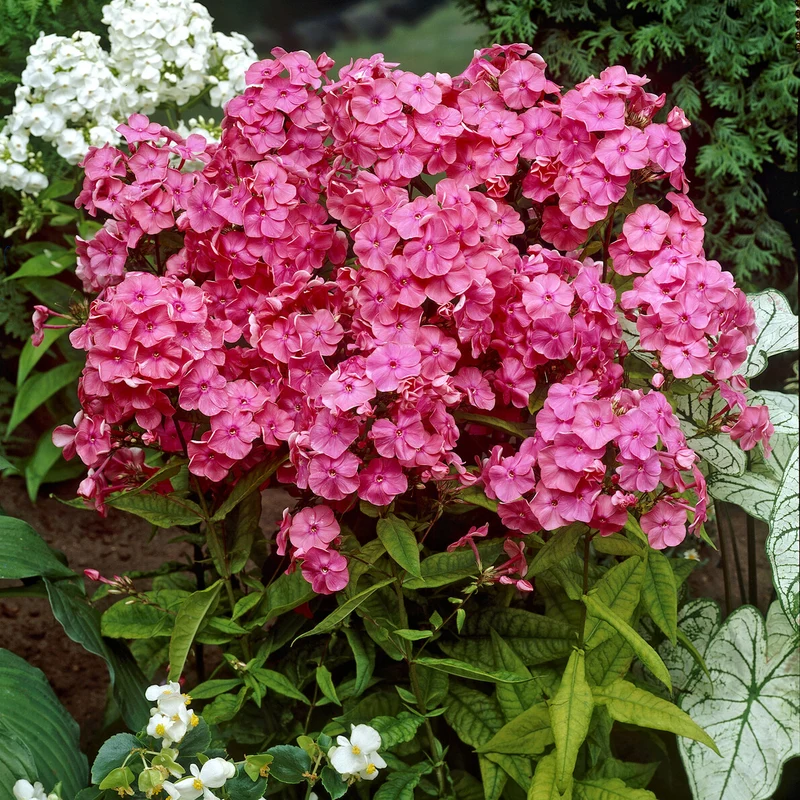 Hohe Flammenblume 'Rijnstroom'