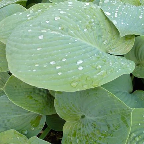 Hosta True Blue Funkia