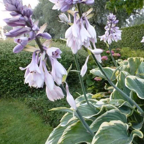 Hosta Sagae Funkia