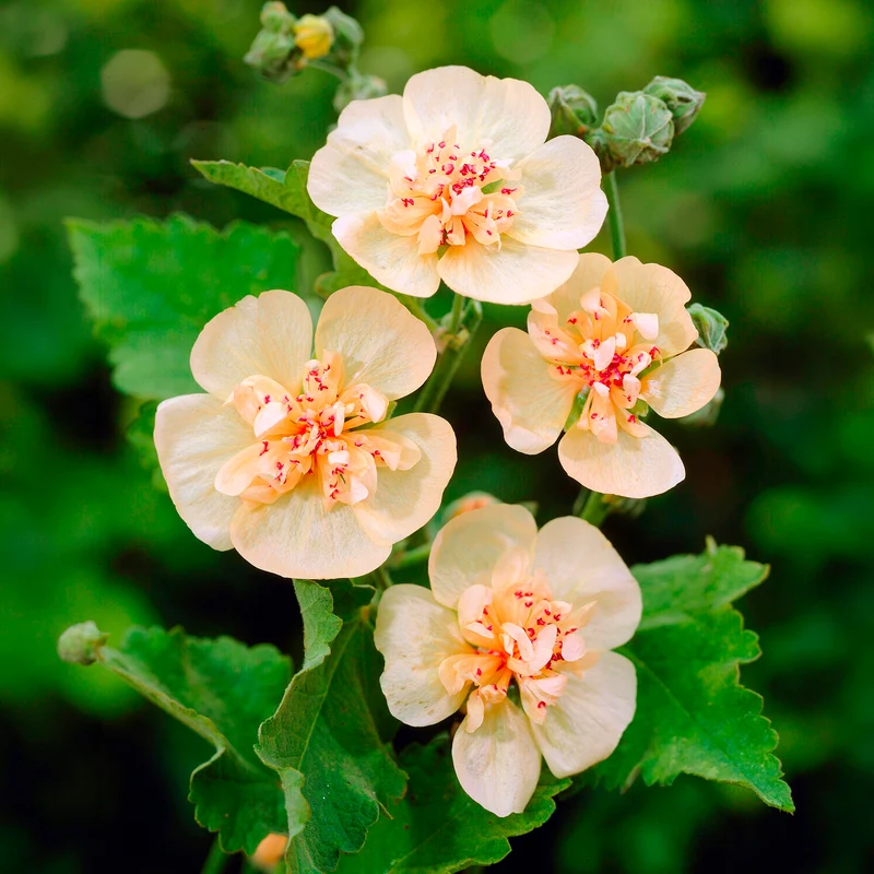 Halbstrauchige Stockrose Parkallee