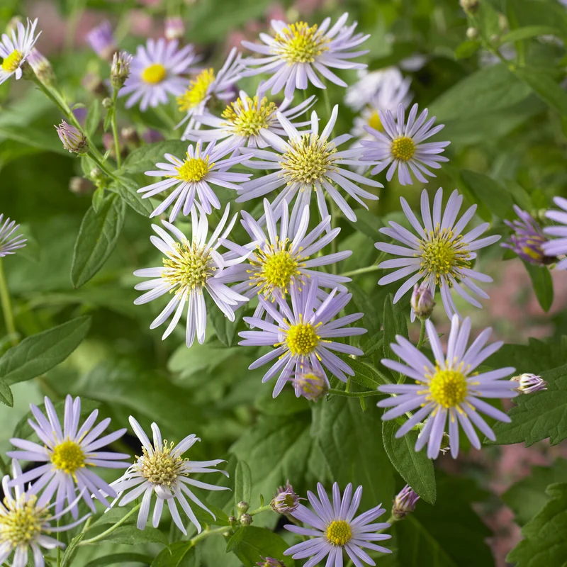 Zwergaster 'Asran'