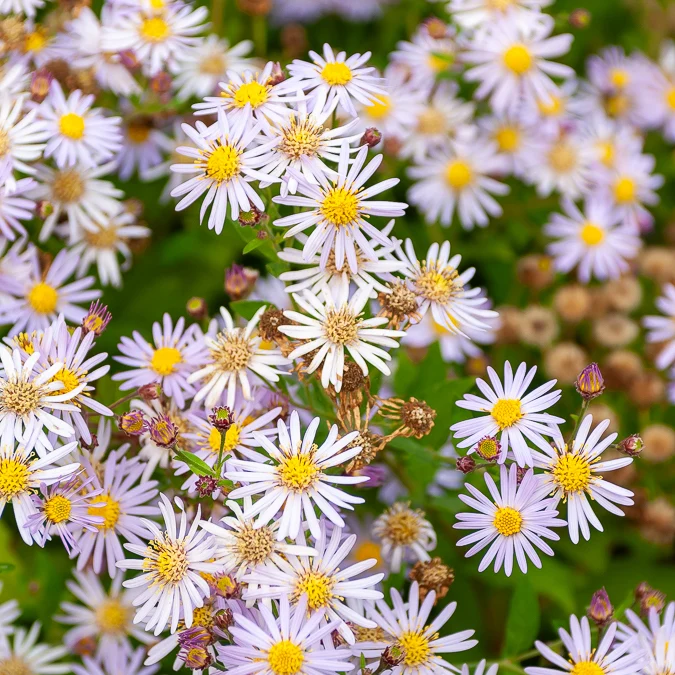 Zwergaster 'Asran'