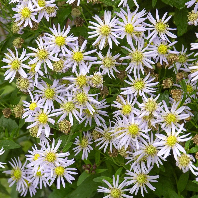 Zwergaster 'Asran'
