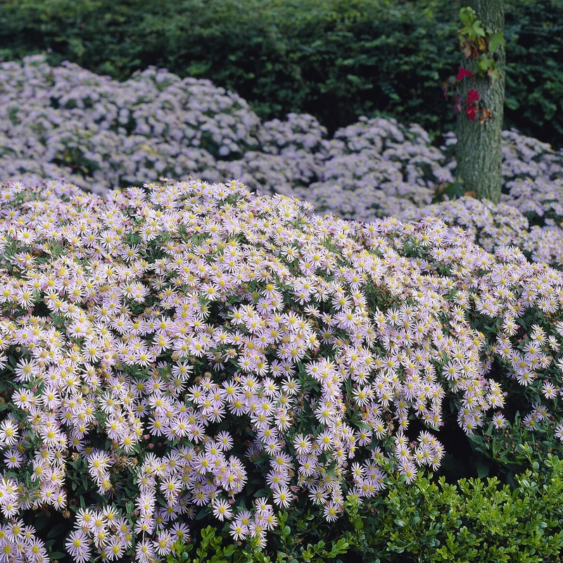 Zwergaster 'Asran'
