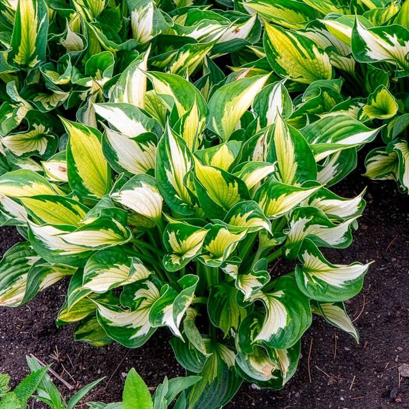 Hosta Whirlwind Funkia