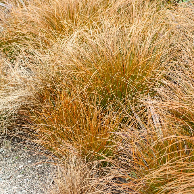Orange Segge