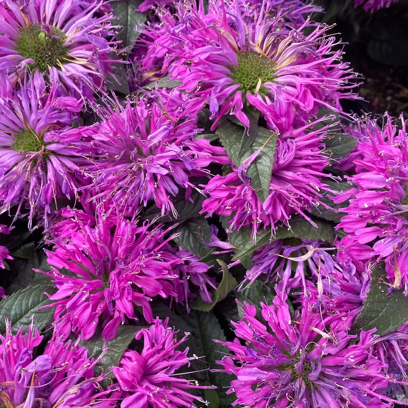Monarde Purple Lace