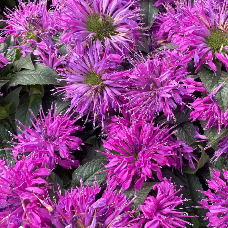 Monarde Purple Lace