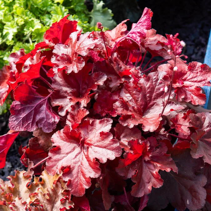 Heuchera Forever Red