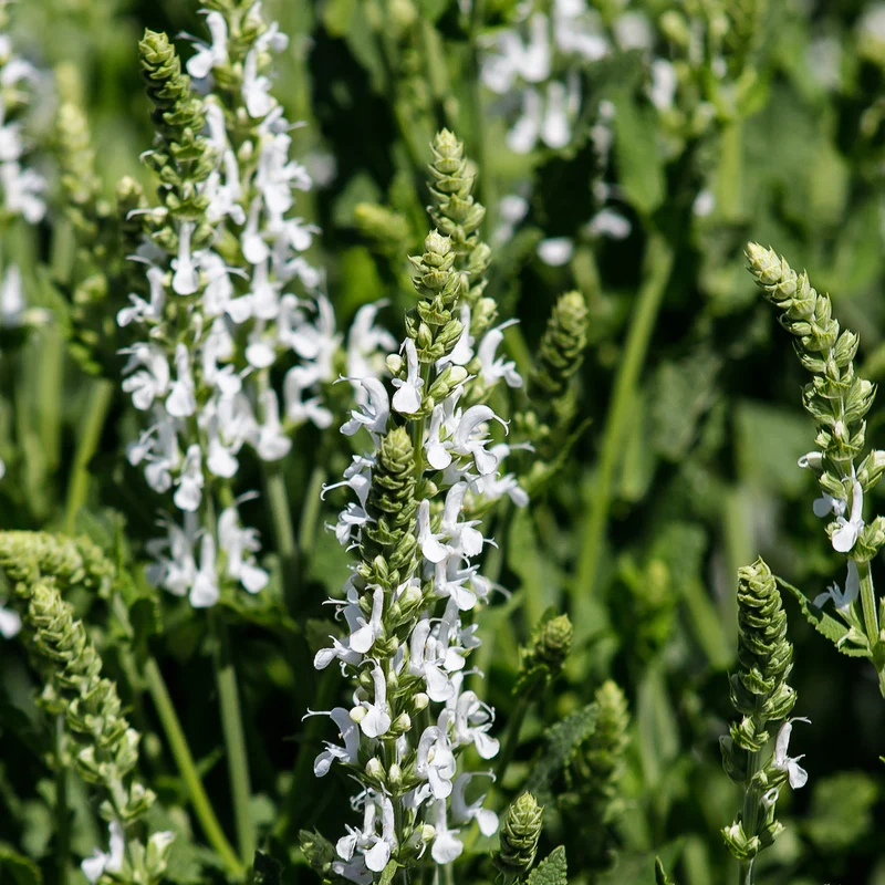 Wiesensalbei Swan Lake