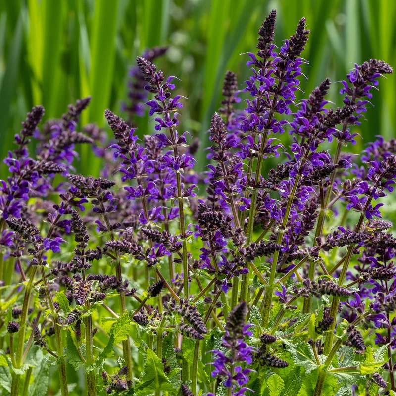 Wald-Salbei Viola Klose