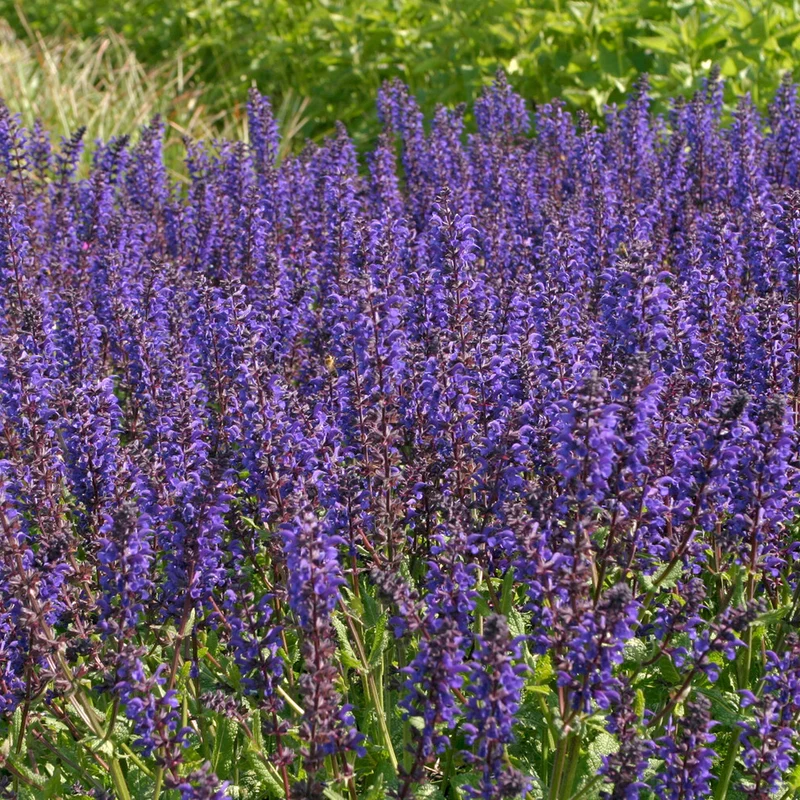 Wald-Salbei Viola Klose