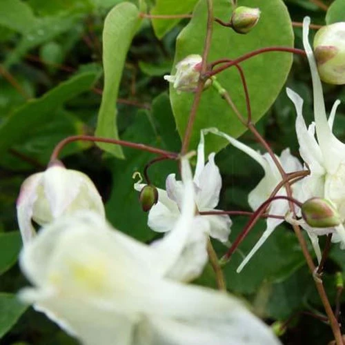 Großblumige Elfenblumen