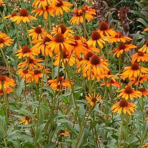 Echinacea Tiki Torch