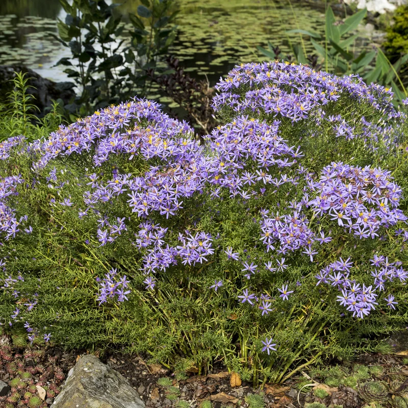 Niedrige Garten-Aster 'Nanus'