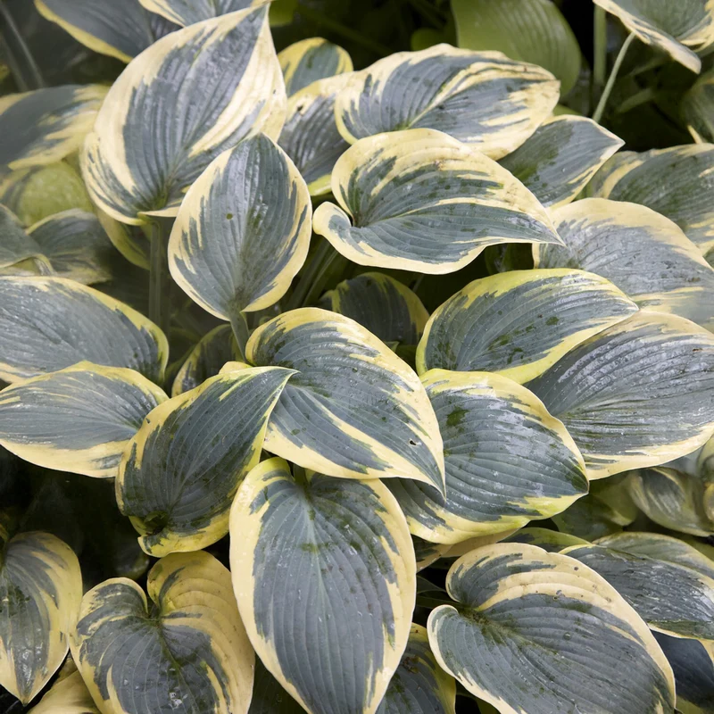 Hosta First Frost Funkia