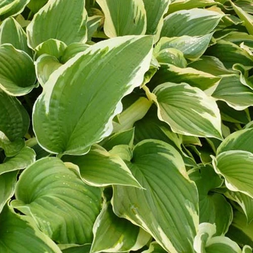 Hosta Antioch Funkia