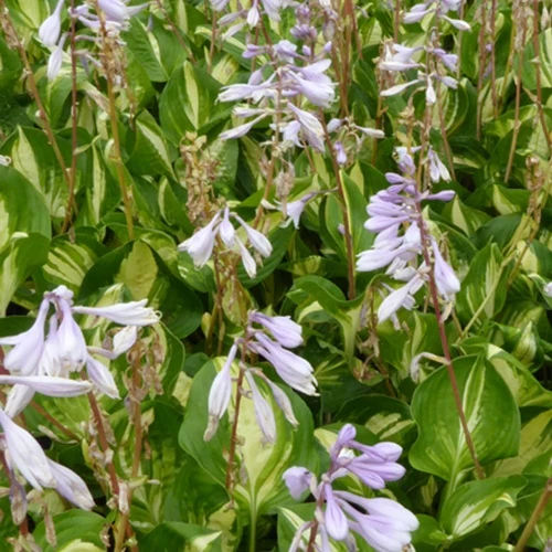 Hosta Zentrum der Aufmerksamkeit