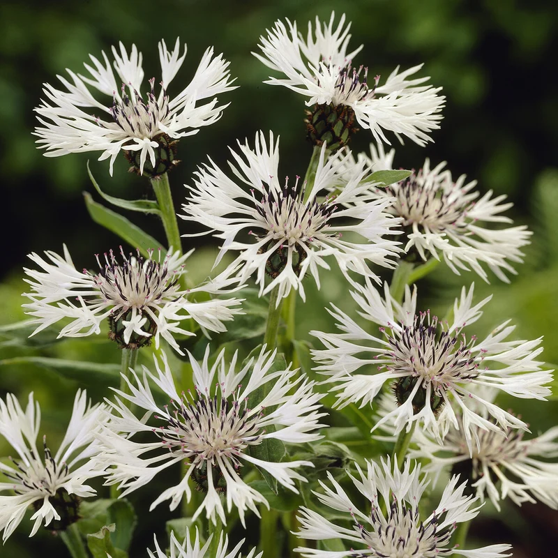 Weiße Bergflockenblume