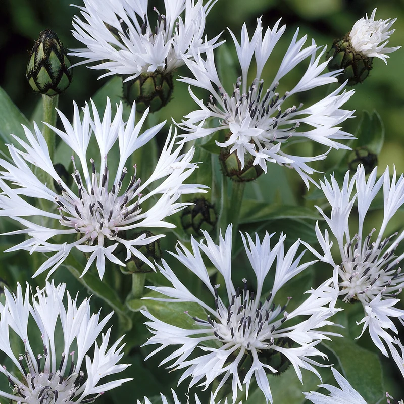 Weiße Bergflockenblume