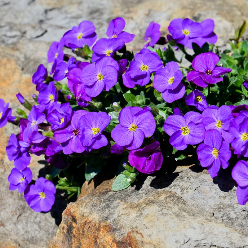 Blaukissen ‘Cascade Purple’