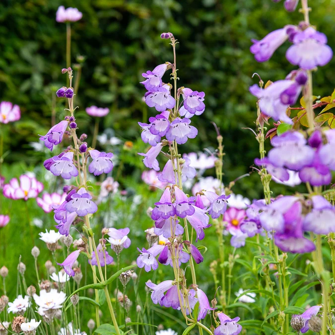 Bartfaden 'Alice Hindley'