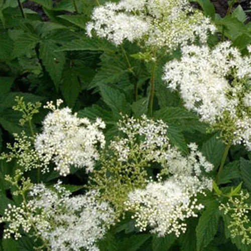 Purpur-Filipendule Alba Wiesenkönigin