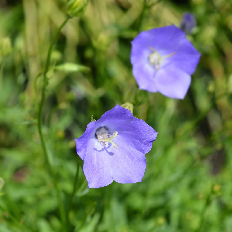 Pfirsichblättrige Glockenblume